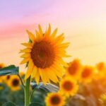 sunflower lecithin liquid