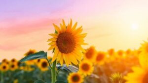 Sunflower Lecithin Liquid 1 sunflower lecithin liquid