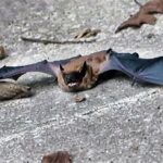 bats attack