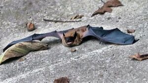 Bats Attack 1 bats attack