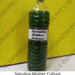 green spirulina mother culture juice