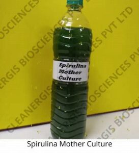 green spirulina mother culture juice