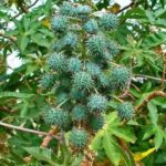 pale pressed castor oil