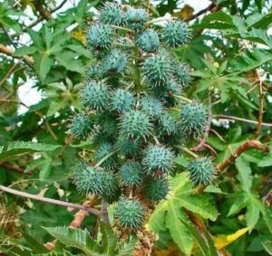pale pressed castor oil
