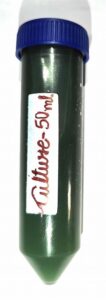 spirulina mother culture